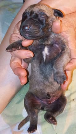 Pup 8 F Boy Tensy Denali, photo 72