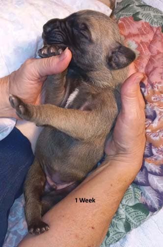 Pup 8 F Boy Tensy Denali, photo 65