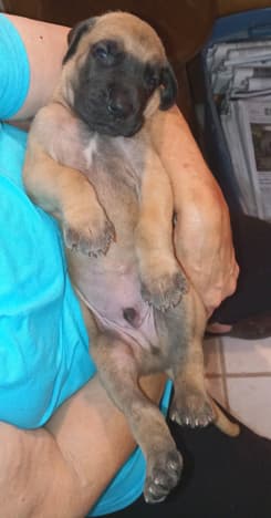 Pup 8 F Boy Tensy Denali, photo 55
