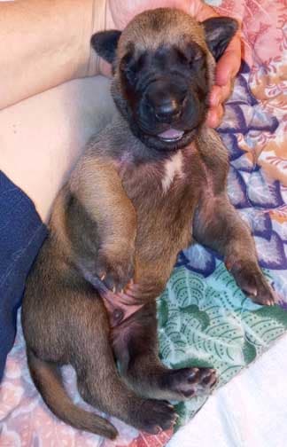 Pup 8 F Boy Tensy Denali, photo 66