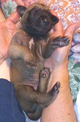 Pup 8 F Boy Tensy Denali, photo 67