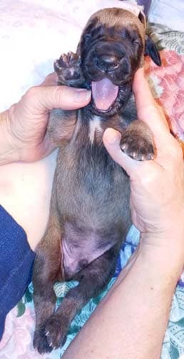 Pup 8 F Boy Tensy Denali, photo 68