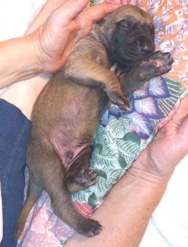 Pup 8 F Boy Tensy Denali, photo 69