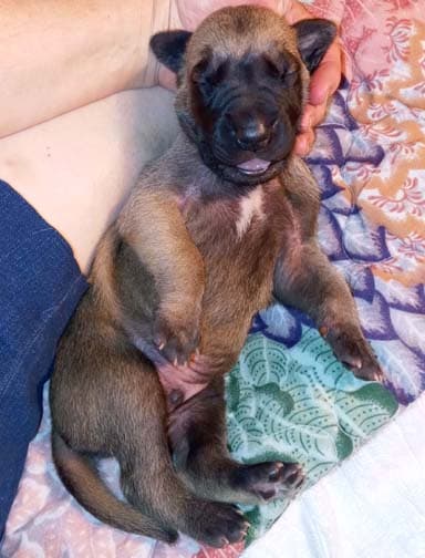 Pup 8 F Boy Tensy Denali, photo 70