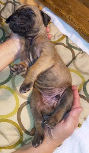 Pup 8 F Boy Tensy Denali, photo 62