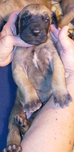 Pup 8 F Boy Tensy Denali, photo 63
