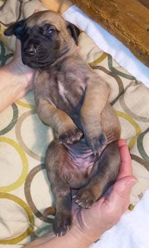 Pup 8 F Boy Tensy Denali, photo 64