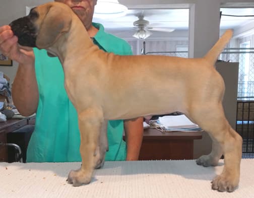 Rocket, photo 33