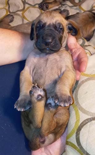 Rocket, photo 71