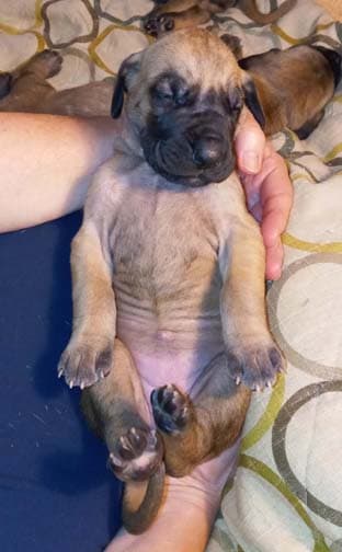 Rocket, photo 72