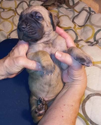 Rocket, photo 73