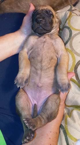 Rocket, photo 76