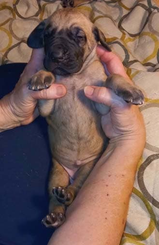 Rocket, photo 77