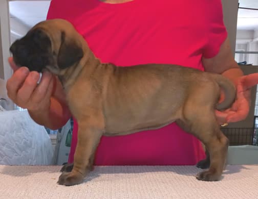Catrinka, photo 64
