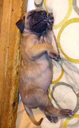 EeVee, photo 68