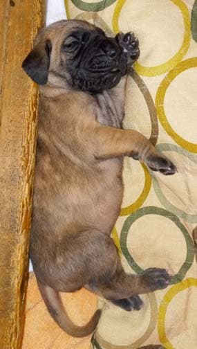 EeVee, photo 73