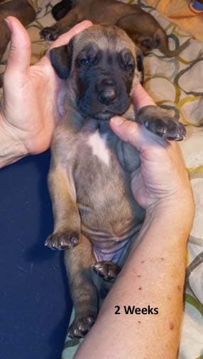 Pup 6 F Girl Tensy Denali, photo 60