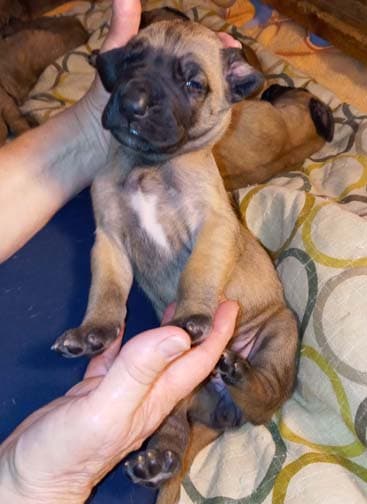 Pup 6 F Girl Tensy Denali, photo 62