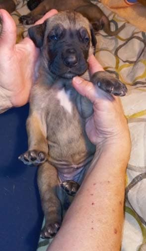 Pup 6 F Girl Tensy Denali, photo 63
