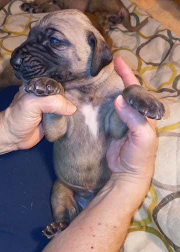 Pup 6 F Girl Tensy Denali, photo 65