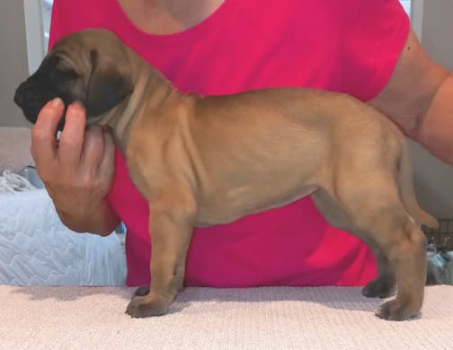 Pup 6 F Girl Tensy Denali, photo 56