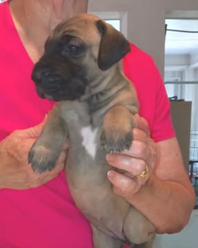 Pup 6 F Girl Tensy Denali, photo 57