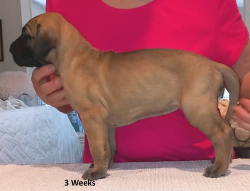 Pup 6 F Girl Tensy Denali, photo 50