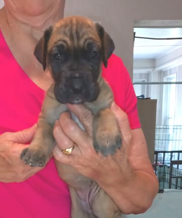 Pup 6 F Girl Tensy Denali, photo 51