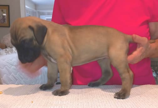 Pup 6 F Girl Tensy Denali, photo 52