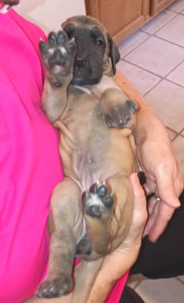 Pup 6 F Girl Tensy Denali, photo 53