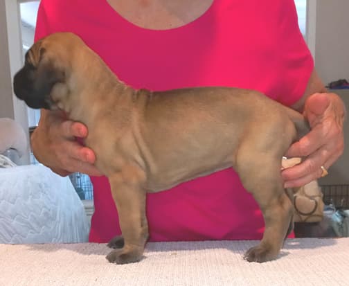 Pup 6 F Girl Tensy Denali, photo 54