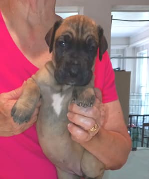 Pup 6 F Girl Tensy Denali, photo 55