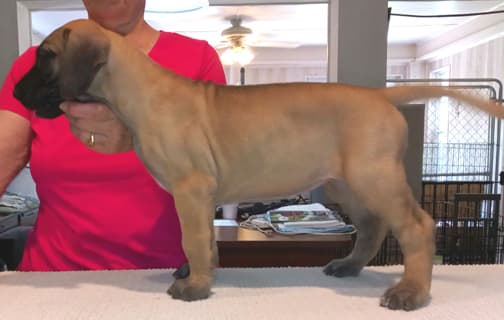 Pup 6 F Girl Tensy Denali, photo 38