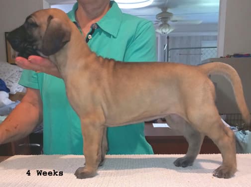 Pup 6 F Girl Tensy Denali, photo 40