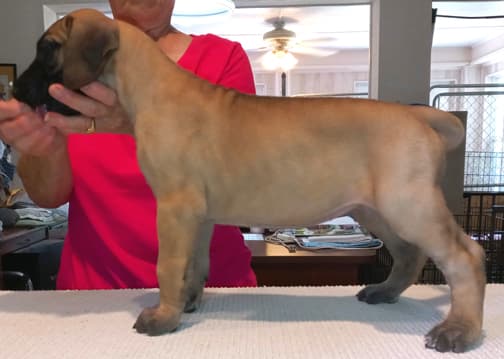 Pup 6 F Girl Tensy Denali, photo 36