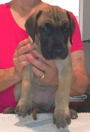 Pup 6 F Girl Tensy Denali, photo 37
