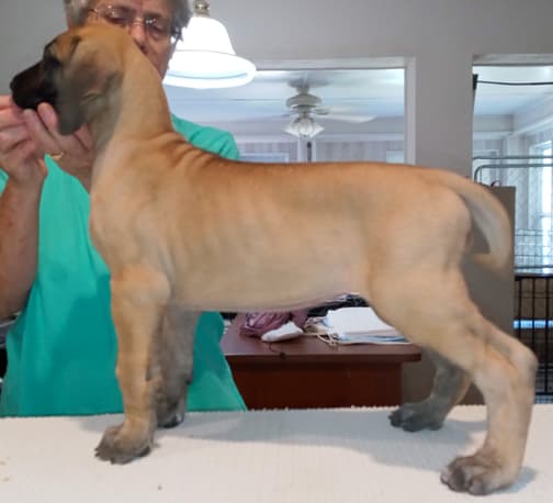 Pup 6 F Girl Tensy Denali, photo 26