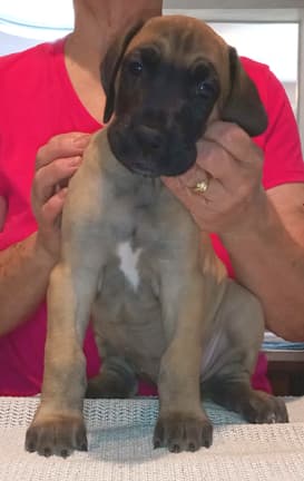 Pup 6 F Girl Tensy Denali, photo 31