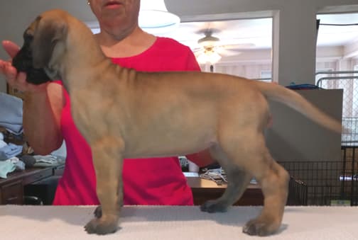 Pup 6 F Girl Tensy Denali, photo 32