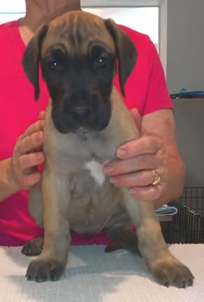 Pup 6 F Girl Tensy Denali, photo 33