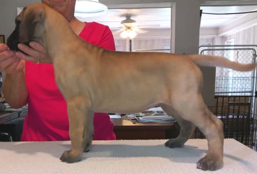Pup 6 F Girl Tensy Denali, photo 34