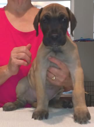 Pup 6 F Girl Tensy Denali, photo 35