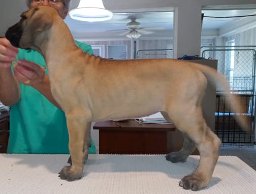 Pup 6 F Girl Tensy Denali, photo 24