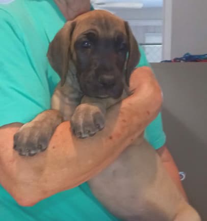 Pup 6 F Girl Tensy Denali, photo 25