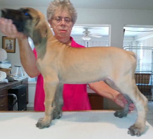 Pup 6 F Girl Tensy Denali, photo 9