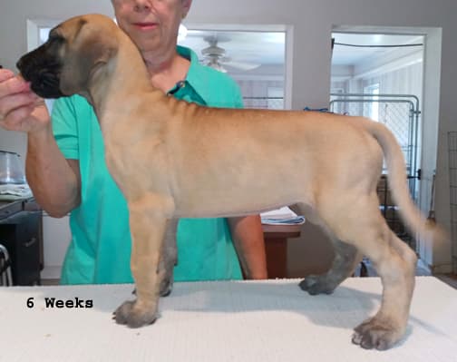 Pup 6 F Girl Tensy Denali, photo 18