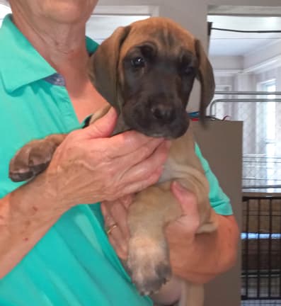 Pup 6 F Girl Tensy Denali, photo 19