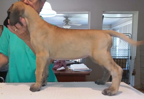 Pup 6 F Girl Tensy Denali, photo 20