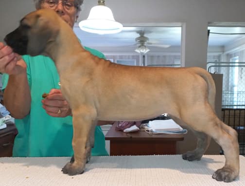 Pup 6 F Girl Tensy Denali, photo 21