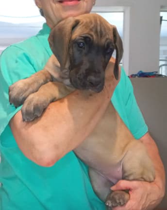 Pup 6 F Girl Tensy Denali, photo 22